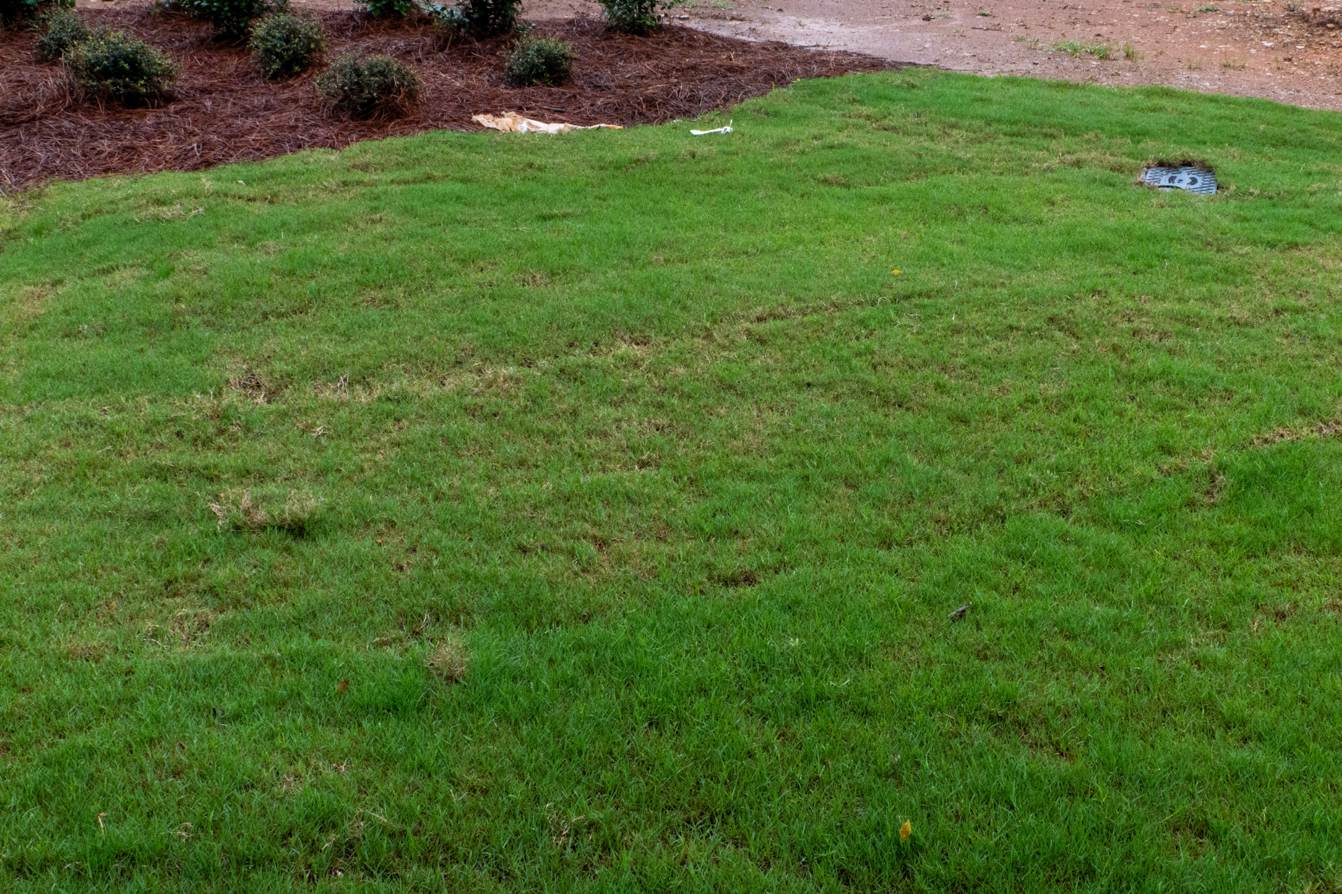 sod installation athens al