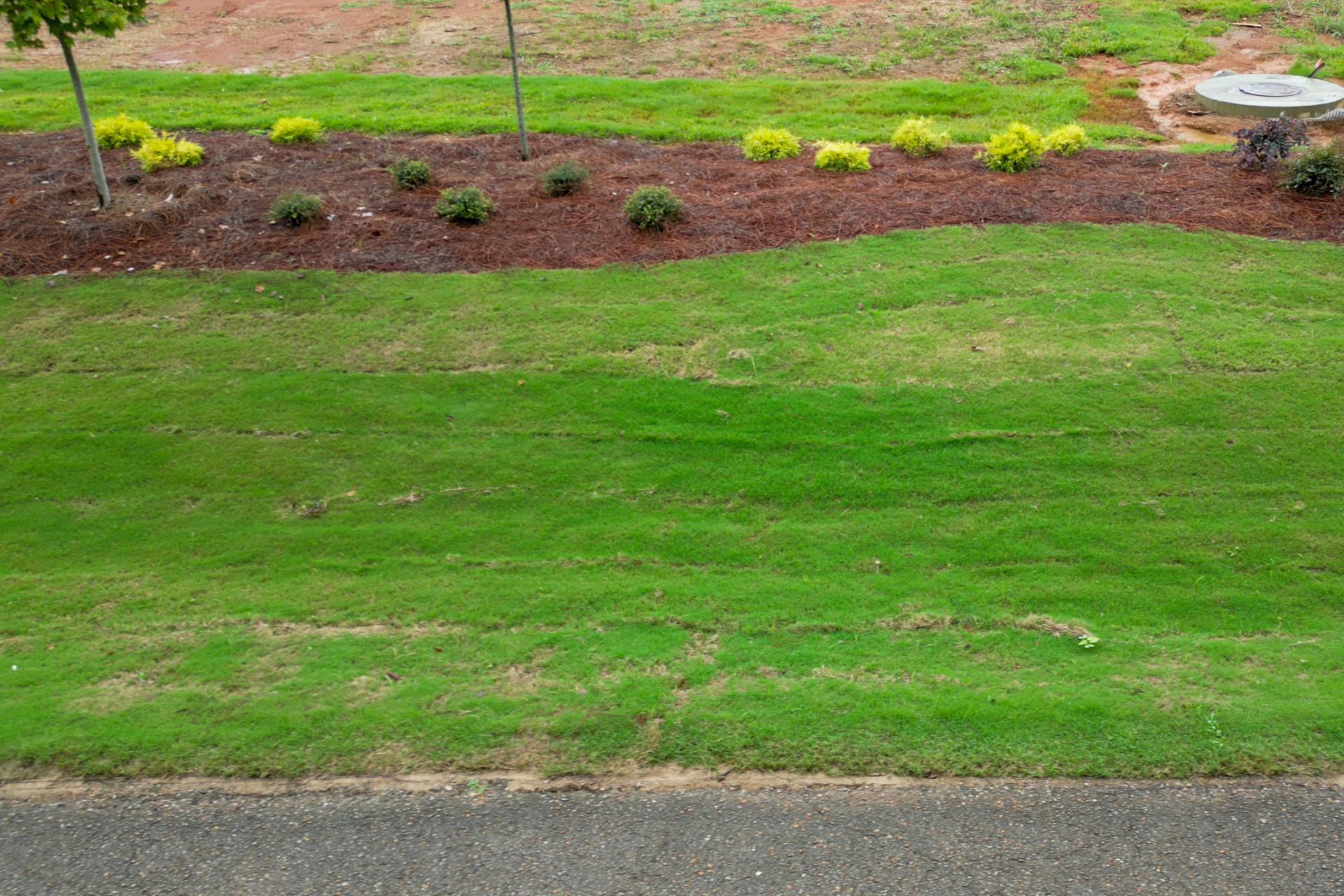 sod installation athens al